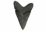 Juvenile Megalodon Tooth - South Carolina #340579-1